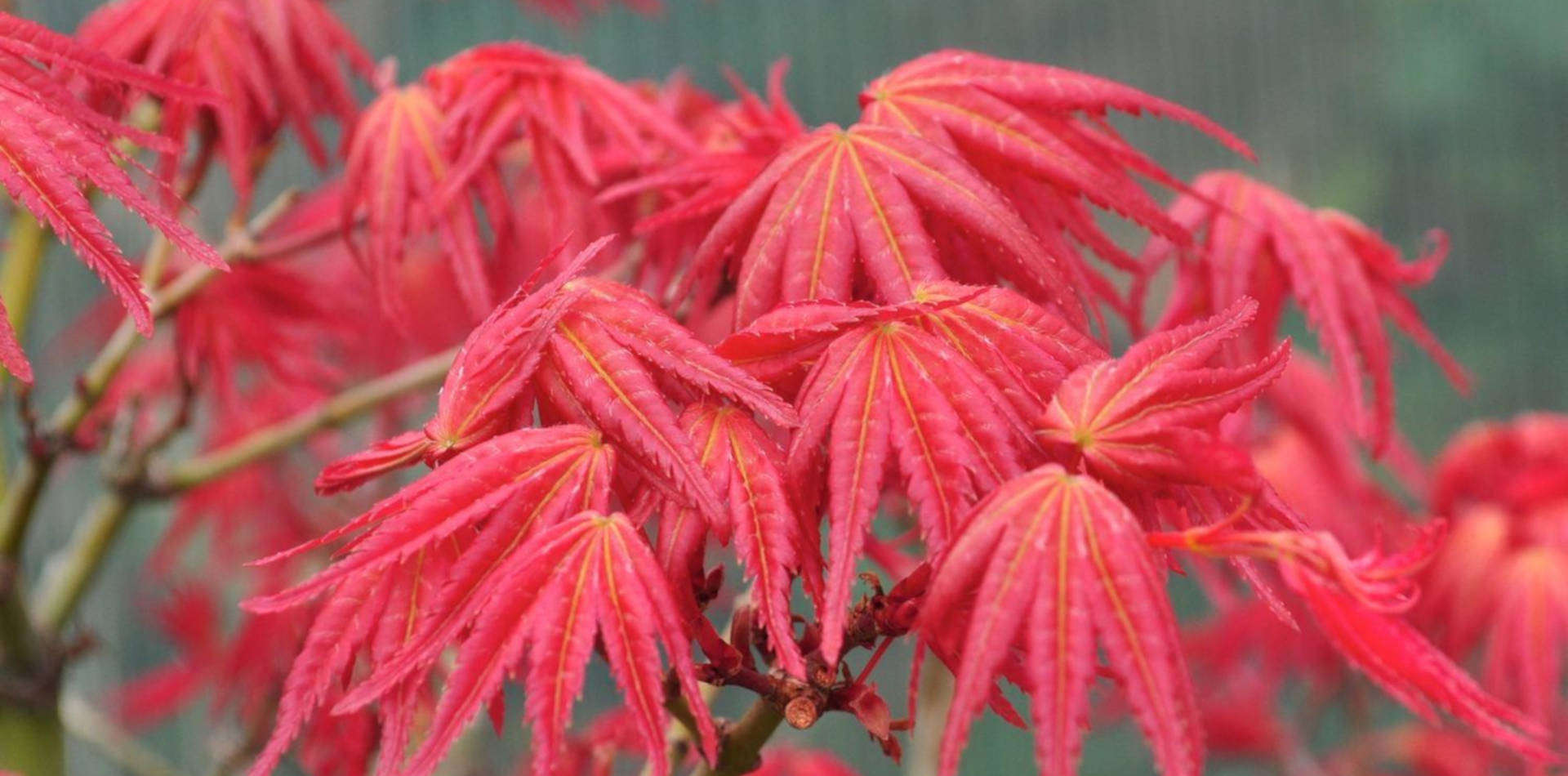 Bonsai Suiseki Magazine libri e risorse gratuite per chi si avvicina ai bonsai e dei suiseki