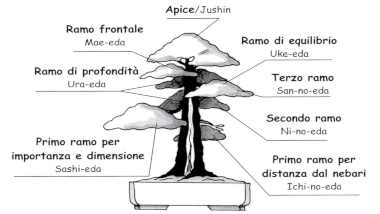 Bonsai Suiseki Magazine libri e risorse gratuite per chi si avvicina ai bonsai e dei suiseki