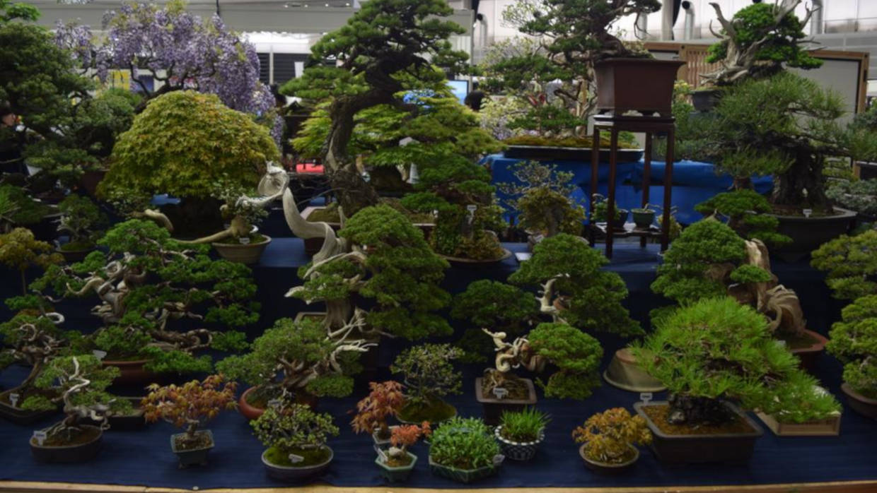 Bonsai Suiseki Magazine libri e risorse gratuite per chi si avvicina ai bonsai e dei suiseki