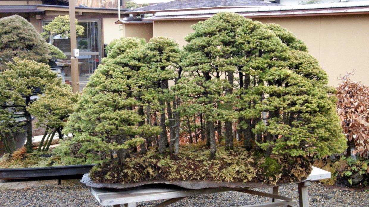 Bonsai Suiseki Magazine libri e risorse gratuite per chi si avvicina ai bonsai e dei suiseki