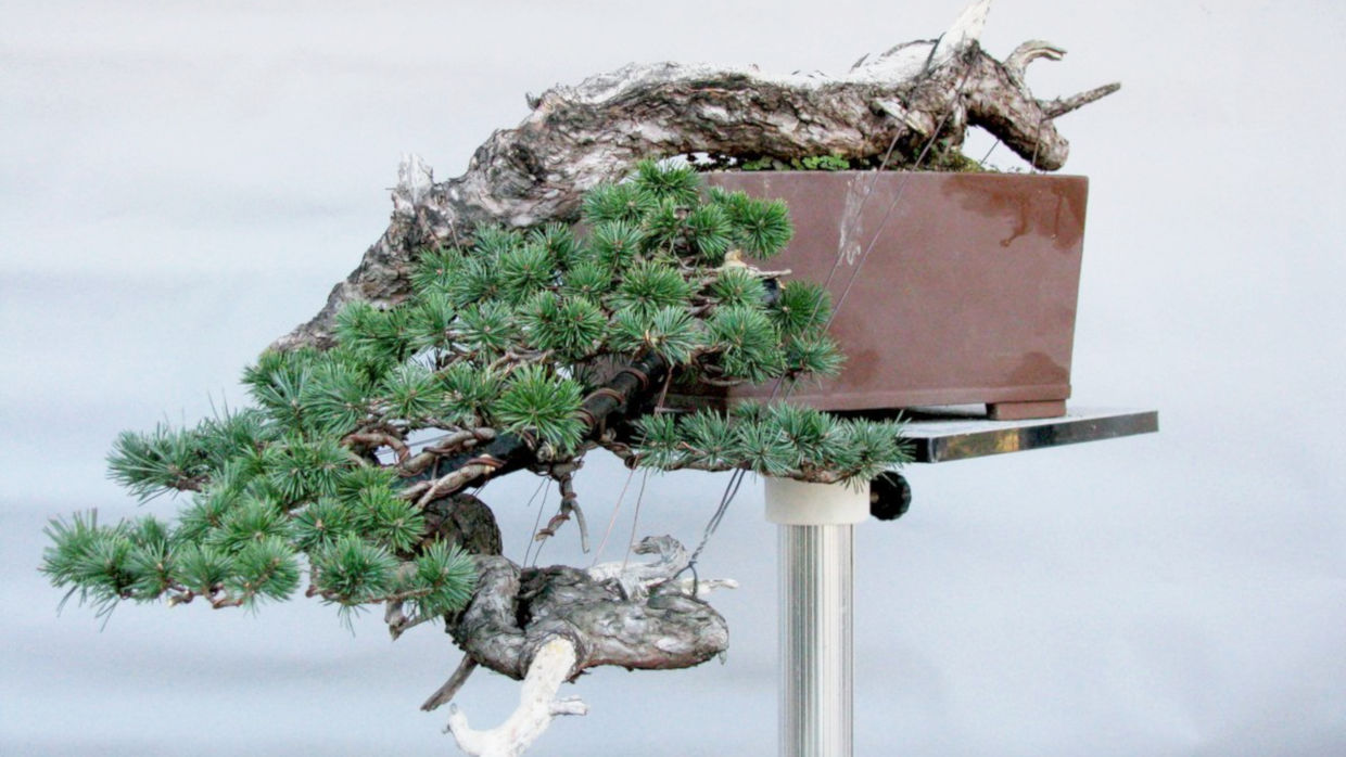 Bonsai Suiseki Magazine libri e risorse gratuite per chi si avvicina ai bonsai e dei suiseki