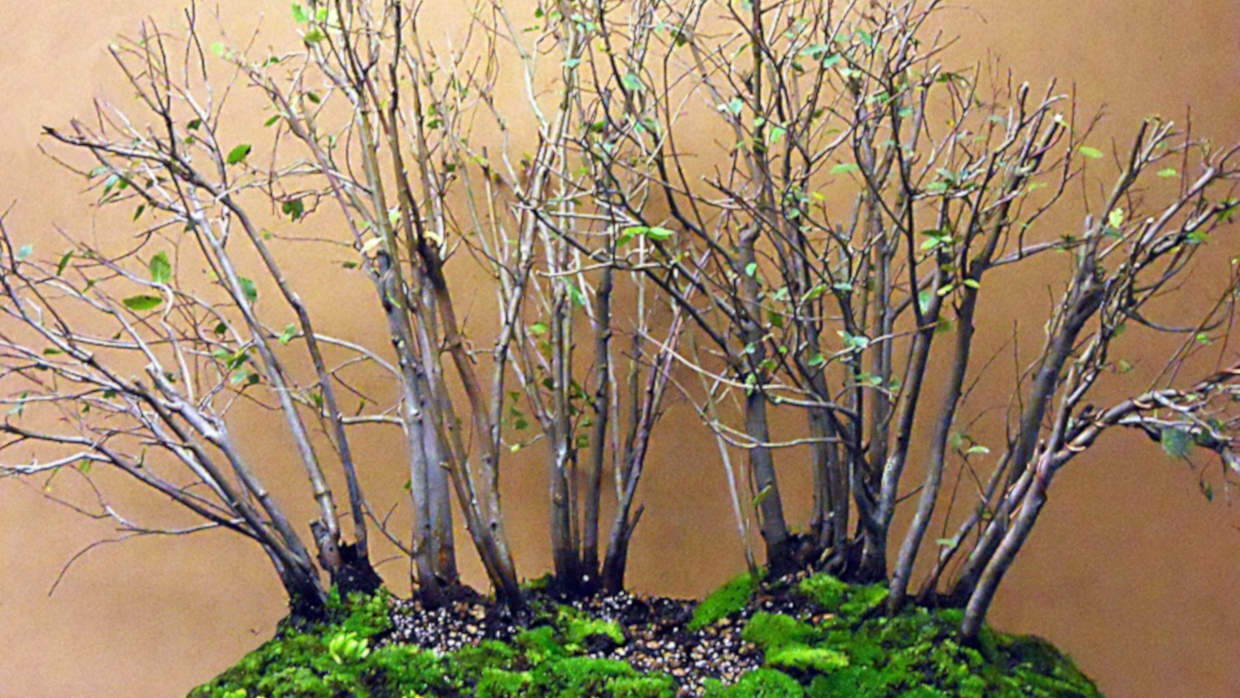 Bonsai Suiseki Magazine libri e risorse gratuite per chi si avvicina ai bonsai e dei suiseki