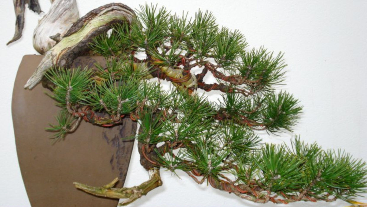Bonsai Suiseki Magazine libri e risorse gratuite per chi si avvicina ai bonsai e dei suiseki