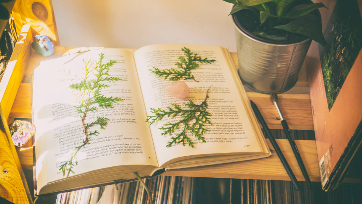 Bonsai Suiseki Magazine libri e risorse gratuite per chi si avvicina ai bonsai e dei suiseki