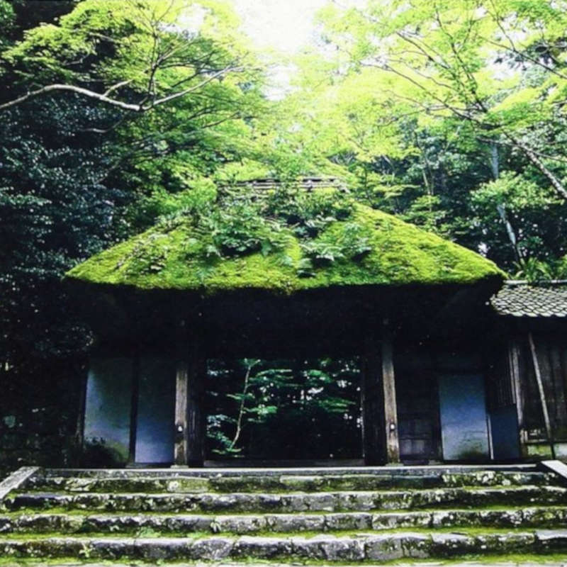 Bonsai Suiseki Magazine libri e risorse gratuite per chi si avvicina ai bonsai e dei suiseki